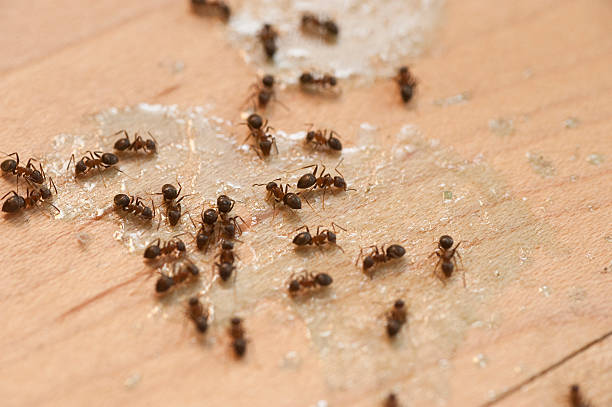 Best Pest Prevention Services  in Newcastle, WY