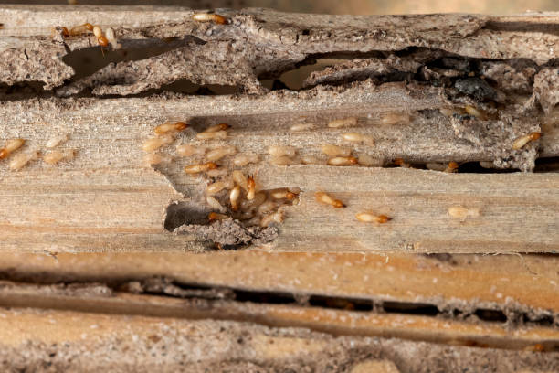 Best Local Pest Control Services  in Newcastle, WY